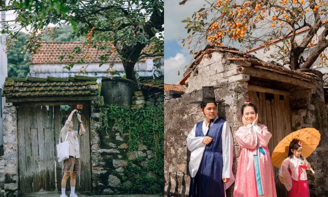 Du khách ngán ngẩm khi cây hồng trăm tuổi ở Ninh Bình bị gắn quả giả vẫn thu phí chụp ảnh