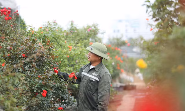 'Luyện' những siêu phẩm hoa hồng, nông dân Hà Nội thu về hàng trăm triệu mỗi năm