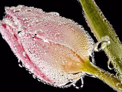 Cận cảnh các loài hoa đẹp lung linh