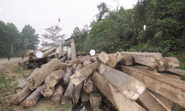 Số gỗ lực lượng chức năng thu hồi tại Hạt Kiểm lâm Hương Sơn