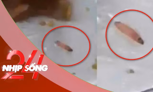 NHỊP SỐNG 24: Nhà trường lên tiếng vụ ấu trùng trong suất ăn bán trú