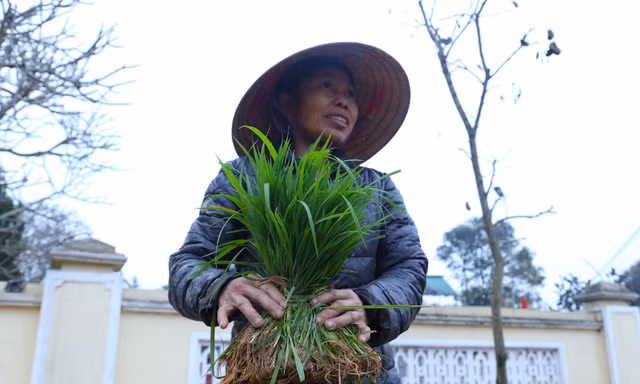 Phiên chợ bán lúa non hiếm có chỉ họp ít ngày rồi tự tan