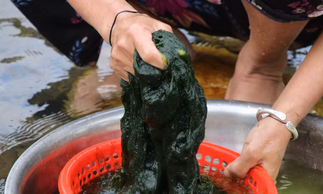 Lội suối hái rêu đá chế biến món ngon ngày Tết