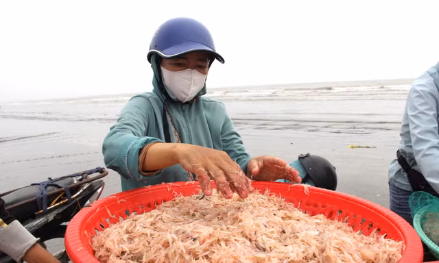 Sau vài giờ xông biển đầu năm, ngư dân thu tiền triệu