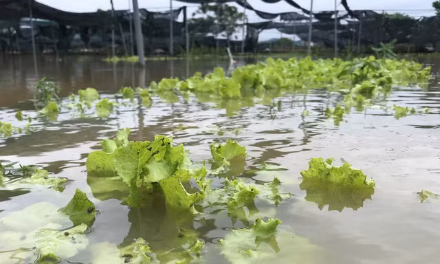 Xót xa nhìn hàng trăm ha rau màu ‘chìm’ trong nước 