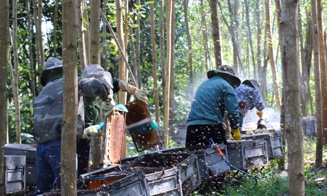 Rong ruổi nghề nuôi ong du mục, kiếm tiền từ những mùa hoa