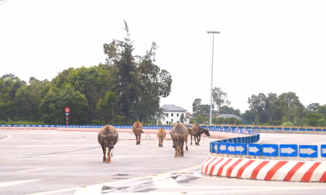 Trâu, bò ‘đi dạo’ trên đại lộ nghìn tỷ