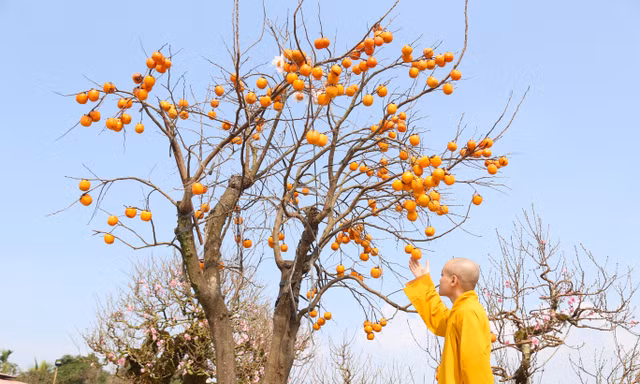Ngắm cây hồng cổ nguyên quả giá trăm triệu