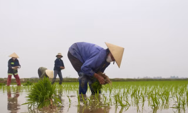 Cận Tết, nông dân xuống ruộng cấy thuê kiếm nửa triệu mỗi ngày