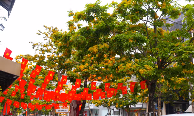 Loài hoa vàng rực, chỉ nở ít ngày gây xao xuyến