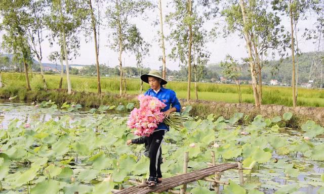 Chàng trai 9x bỏ phố về quê trồng sen, đếm hoa thu tiền
