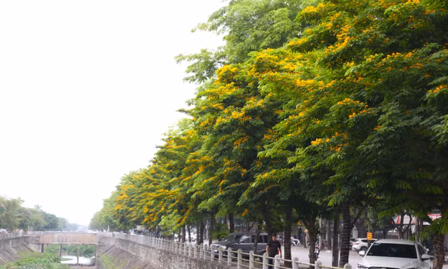 Thành Vinh rực rỡ sắc vàng hoa giáng hương