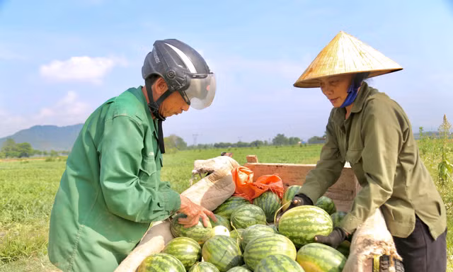 Nông dân phấn khởi thu hoạch dưa giữa trưa nắng chang chang