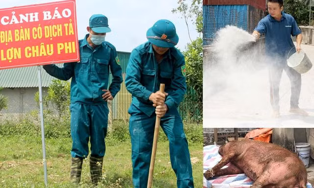 Tái xuất hiện dịch tả lợn châu Phi ở Nghệ An