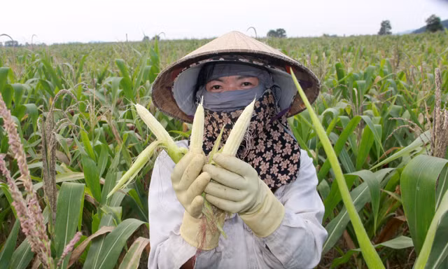 Nông dân đứng ngồi không yên vì hàng trăm ha ngô không thể tạo hạt