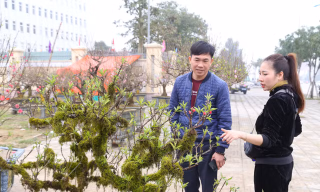Nhiều người săn lùng đào ‘tiến Vua’ rất đắt đỏ chơi Tết 