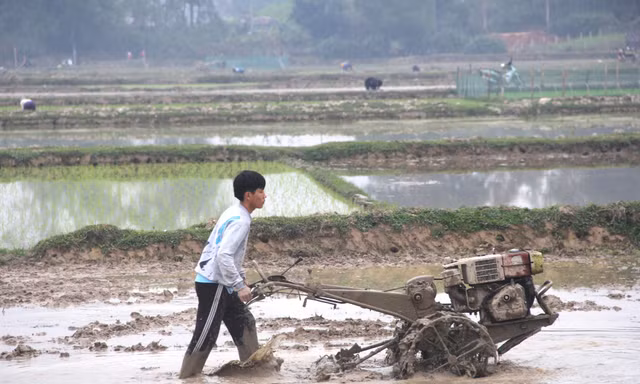 Nông dân xuống đồng sau Tết, ước mong một vụ mùa bội thu