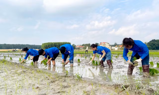 Lội bùn cấy lúa giữa trời giá rét giúp gia đình đoàn viên khó khăn