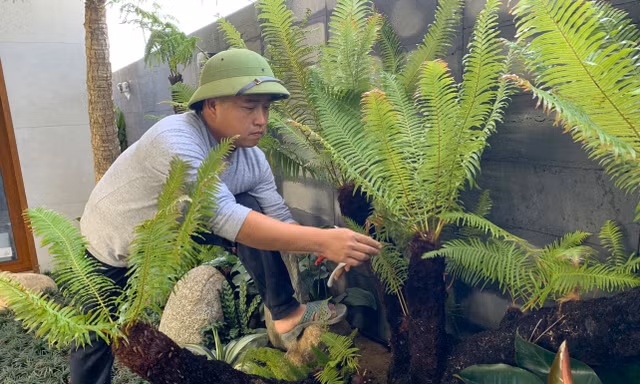 Loài cây mọc dại bờ tường nay làm cảnh giá tiền triệu được săn lùng dịp Tết 