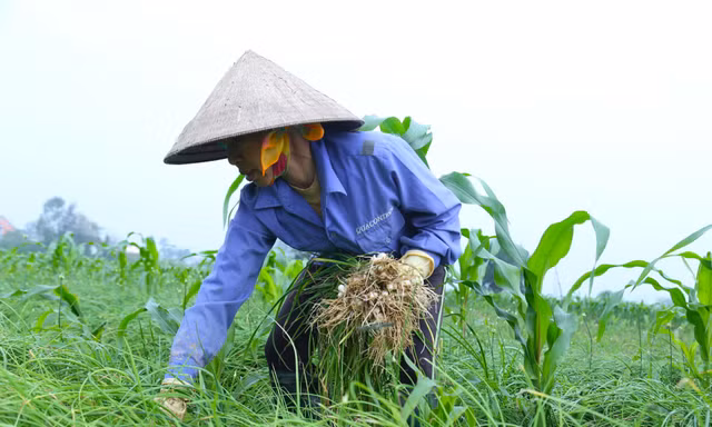 Nông dân Nghệ An bội thu vì giá hành vọt tăng cao nhất trong 3 năm