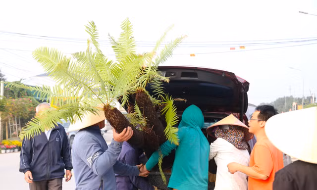 Dương xỉ cổ đại giá tiền triệu hút khách dịp Tết