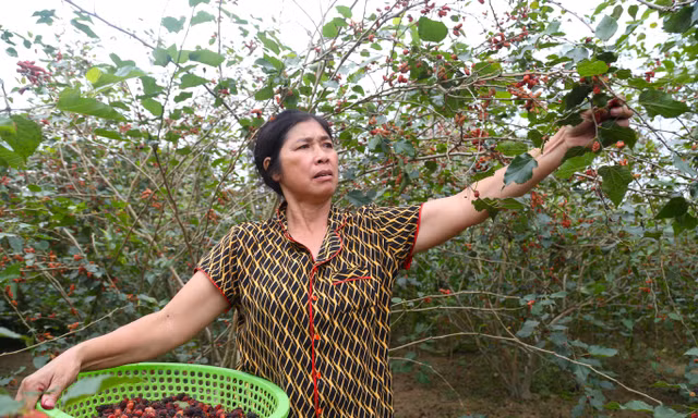 Dâu tằm chín đỏ, người dân xã ven đô tất bật thu hái