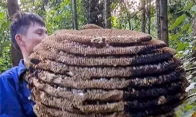 Săn được tổ ong 'khủng' 10 tầng, nặng hơn 20kg, thu cả yến nhộng