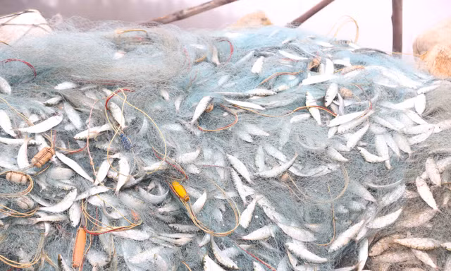 Người dân đón lộc biển ngày đầu năm 