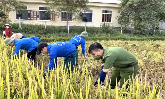Thanh niên tình nguyện và chiến sĩ công an giúp dân gặt lúa giữa nắng nóng