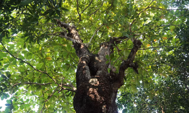 Kỳ lạ, bàng cổ thụ vài trăm tuổi rỗng ruột vẫn xanh tươi 