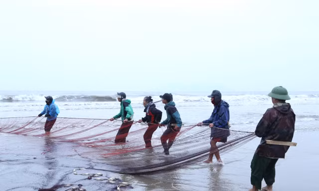 Ngư dân ‘hết thời’ đi kéo lưới rùng, kiếm tiền triệu trong ngày