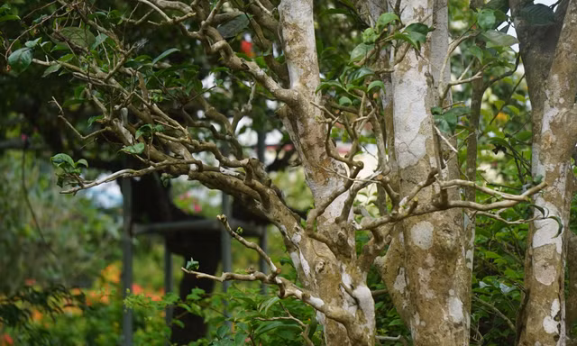 Mục sở thị cây chè cổ thụ hàng chục triệu đồng chơi Tết sớm
