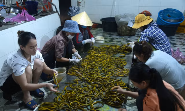 Làm giàu nhờ nghề sơ chế lươn đồng 