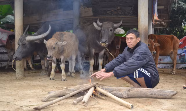 Rét tê tái, người dân miền núi ngày đêm đốt lửa, mặc áo sưởi ấm trâu, bò