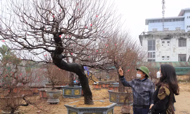 Cận cảnh cây đào 'khủng' giá thuê chơi Tết 120 triệu đồng 