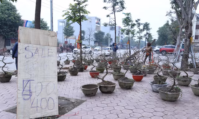 Mai vàng, lan, quất xả hàng vẫn ế ngày 29 Tết