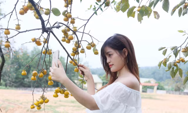‘Thủ phủ hồng’ ở xứ Nghệ vào mùa, thu hút giới trẻ đến check in 
