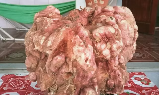 Kỳ lạ củ khoai lang giống chiếc bình vôi, nặng 9 kg ở Nghệ An