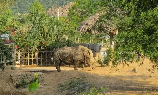 Đàn tê giác 2 sừng chết bất thường trong khu du lịch sinh thái ở Nghệ An