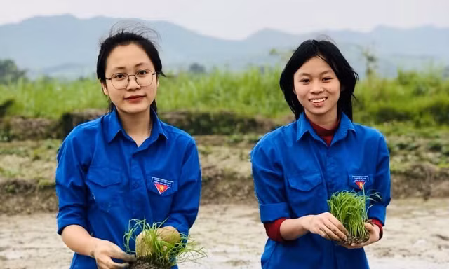 'Áo xanh' lội bùn cấy lúa giúp người dân giữa trời mưa rét