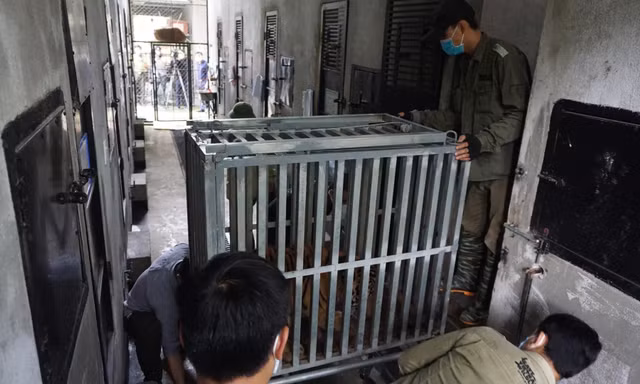 Cận cảnh quá trình đưa 7 con hổ vào lồng sắt, chuyển vào Quảng Bình