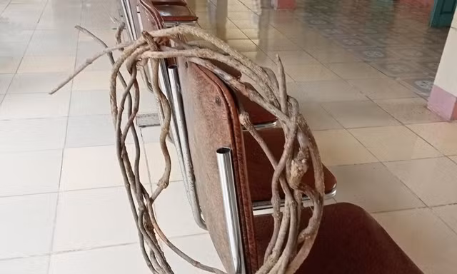 Bảy người nhập viện cấp cứu do uống nước được nấu từ cây lá ngón