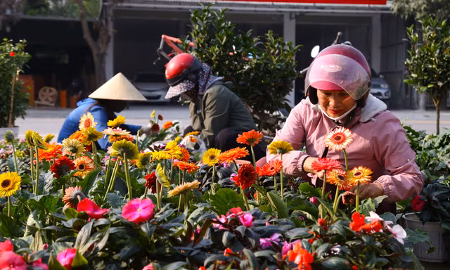 Hoa Tết tăng giá vùn vụt 