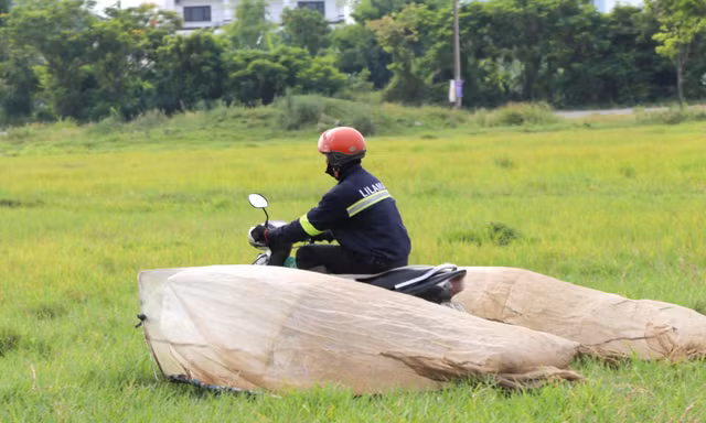 Vượt hơn 80km để săn châu chấu, nông dân Nghệ An kiếm tiền triệu mỗi ngày