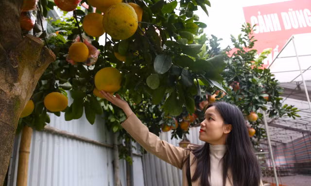 Bưởi cảnh, quất mini xuống phố, hút khách mua chơi Tết sớm