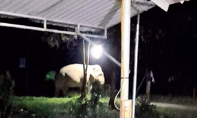 Voi rừng xuất hiện, ăn măng, chuối của dân