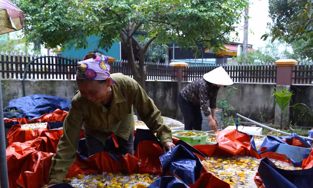 Thủ phủ hồng mất mùa, vì sao người trồng vẫn phấn khởi?