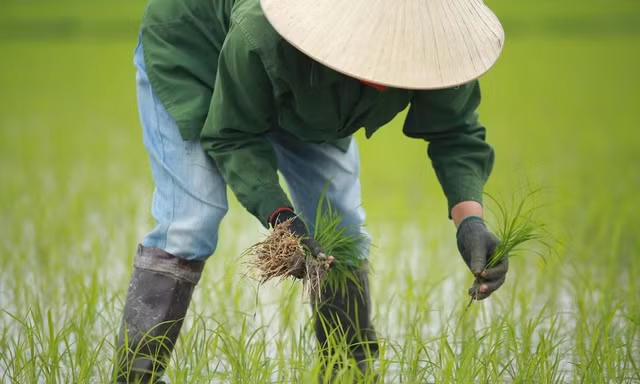 Ra Tết, bà con nông dân Nghệ An rộn ràng xuống đồng 