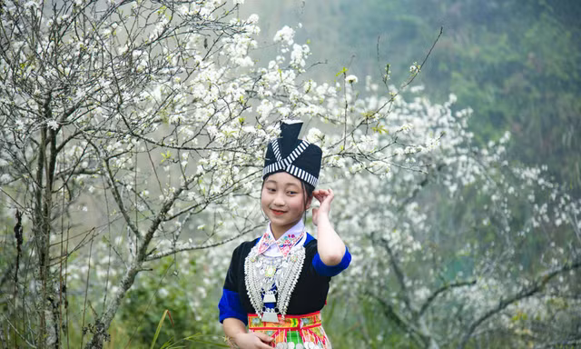 Thiếu nữ khoe sắc bên thiên đường hoa mận trắng xứ Nghệ đẹp như tranh