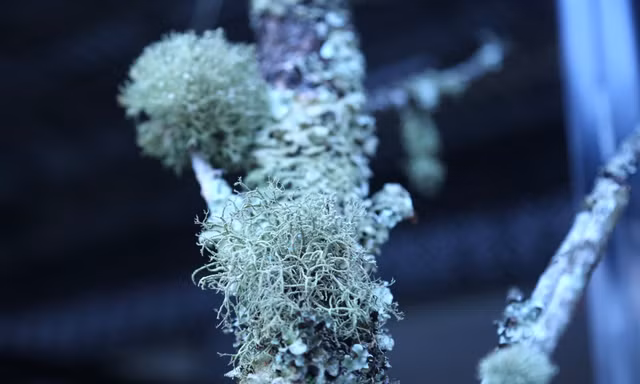 Từ miền sơn cước đổ bộ xuống phố, đào đá giá 'chát' vẫn hút khách dịp Tết